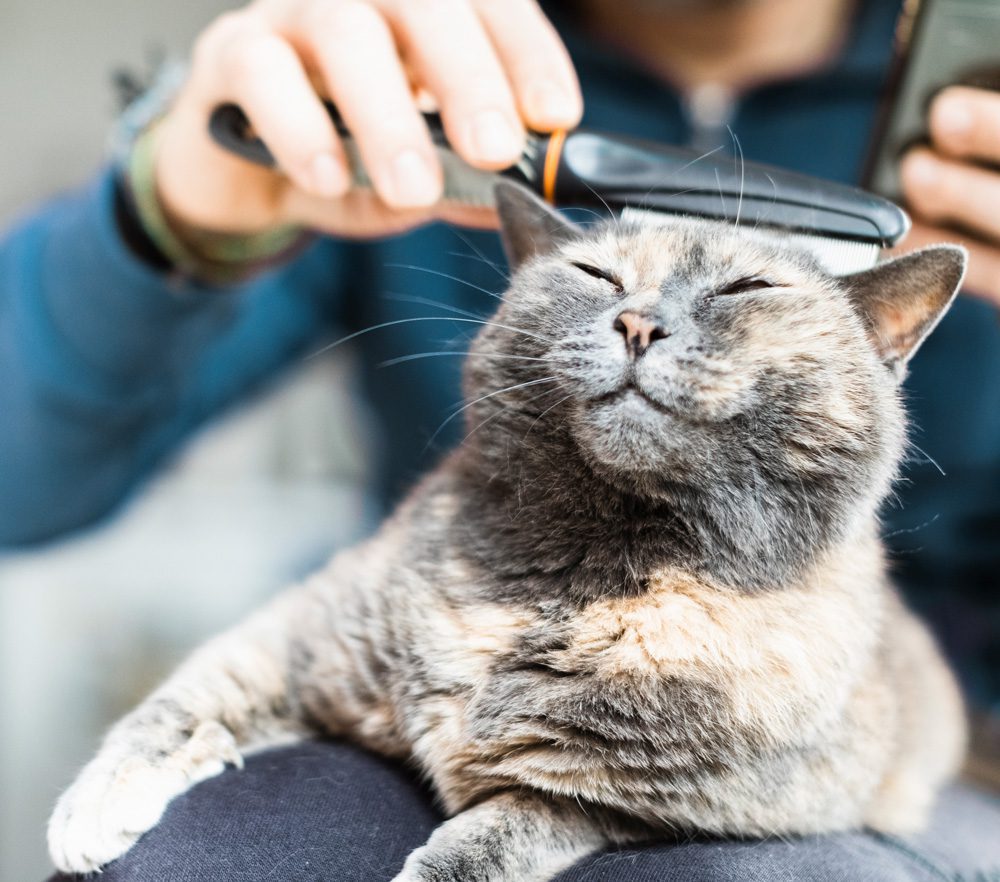 cat-grooming-GettyImages-1215664865