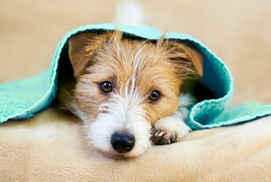 mobile-hero-pup-GettyImages-1207325779